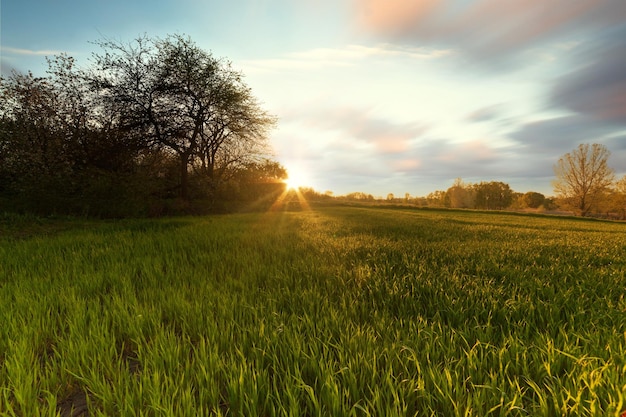 Green wheat field at sunset sun glare grass summer day trees sky rows