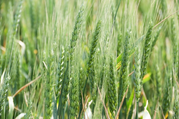 Green Wheat field Wheat field in julyBeautiful green cereal field background Agriculture