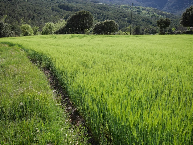 Green wheat field with a footpathxA