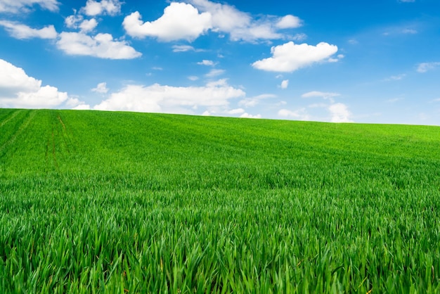 Green Wheat or Grass and Blue Sky with Clouds Farmland or Countruside Rural Landscape