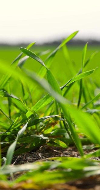 green wheat grass in windy weather