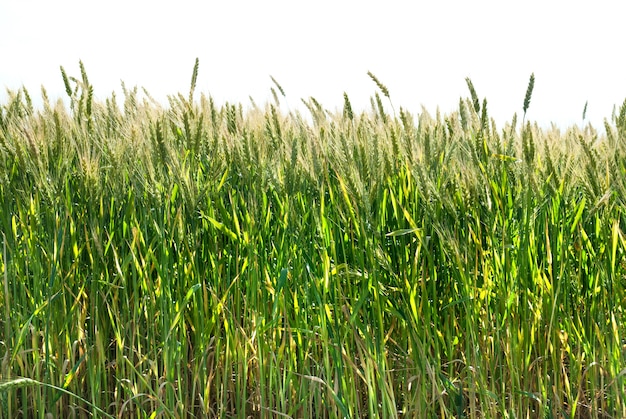 Green wheat isolated on white