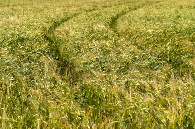 Green Wheat spikes field moved by wind