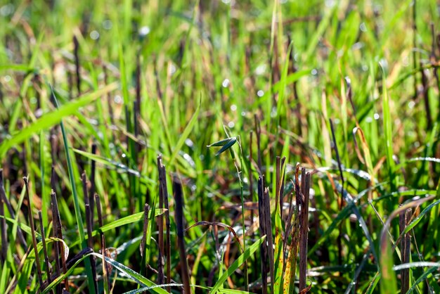 Photo green wheat sprouts illuminated by sunlight green wheat sprouts in a field with water drops after rain