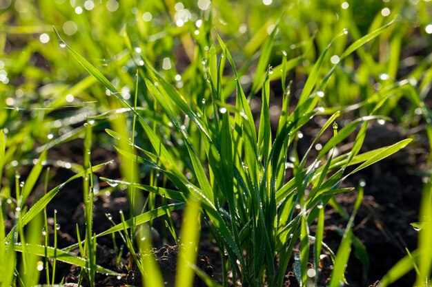 Green wheat sprouts illuminated by sunlight