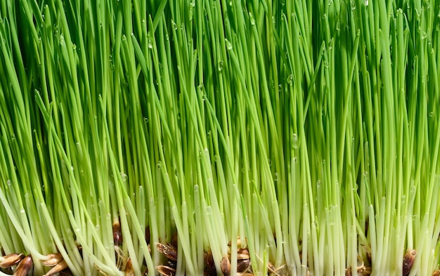 Green wheat sprouts with water drops macro