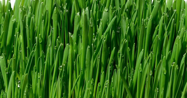 Green wheat sprouts with water drops macro