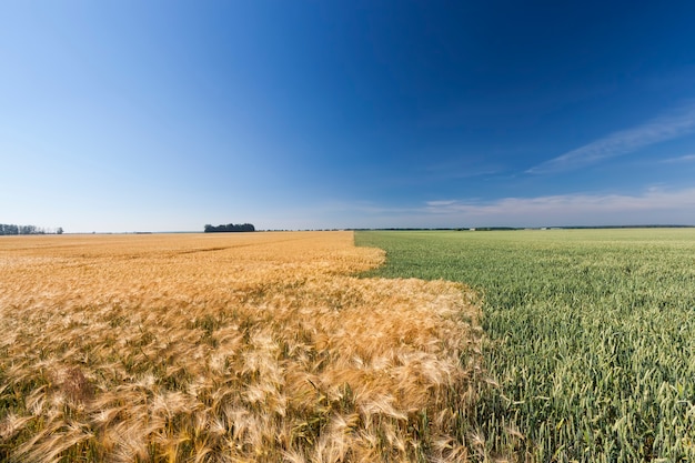 Green wheat and yellow rye fields growing side by side, cereals of different types of yellow and green color