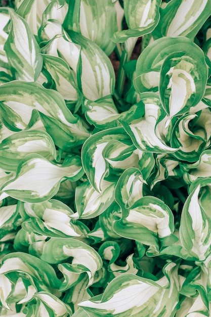 Green and white hosta