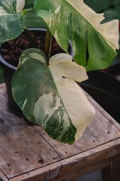 A green and white leaf of a plant with white spots.