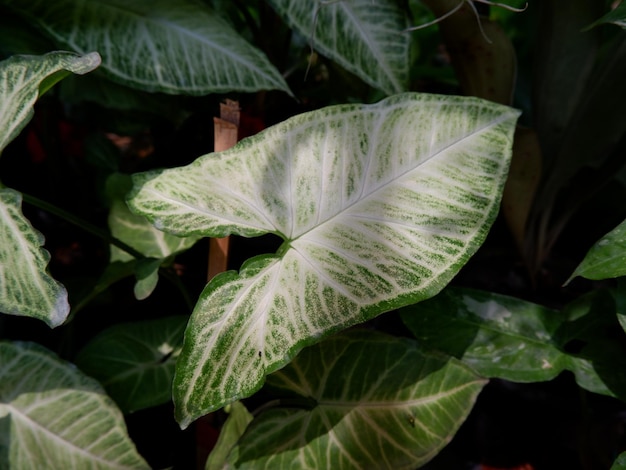 A green and white leaf with the word love on it