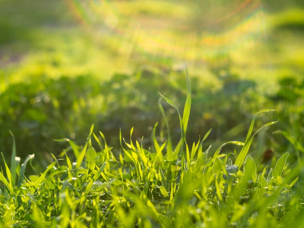 Green wild grass in the sunlight closeup