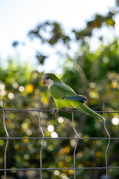 Green wild parrot on a street in Barcelona Blur background