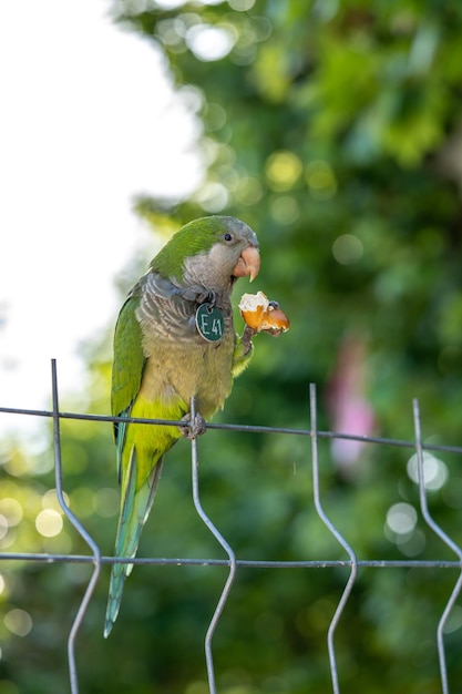 Green wild parrot on a street in Barcelona Blur background