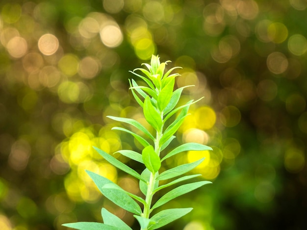 green wild plant on beautiful nature bokeh background