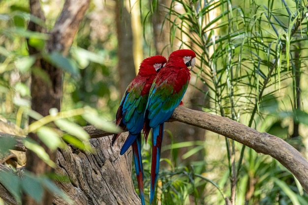 Green winged macaw.