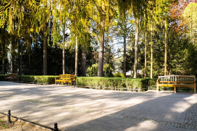 Green wooden bench in the park on sunny day in autumn spring summer season Public Olivia park