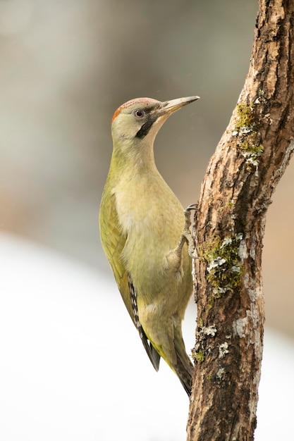 Green woodpecker female in a snowy oak forest at the first light of a cold January day