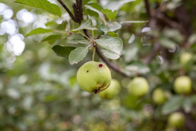 A green worm-eaten apple weighs on a tree branch in the garden. An apple affected by the disease