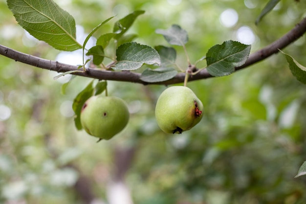 A green worm-eaten apple weighs on a tree branch in the garden. An apple affected by the disease