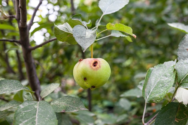 A green worm-eaten apple weighs on a tree branch in the garden. An apple affected by the disease