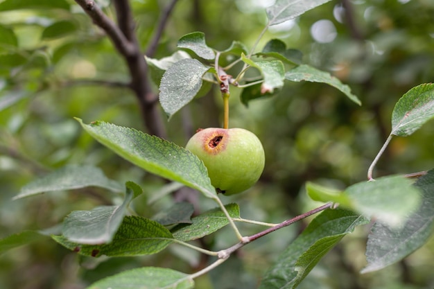 A green worm-eaten apple weighs on a tree branch in the garden. An apple affected by the disease