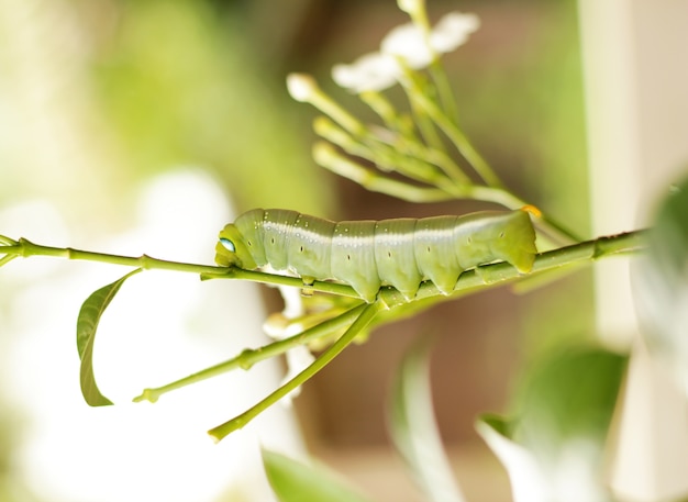 Green worm stay on plant