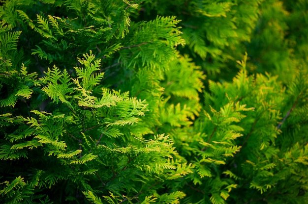 Green-yellow background with branches of thuja