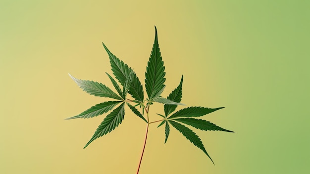 A green and yellow background with a leaf that says hemp on it.