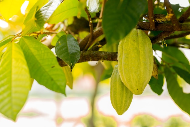 Green and Yellow Cocoa pods grow on the tree