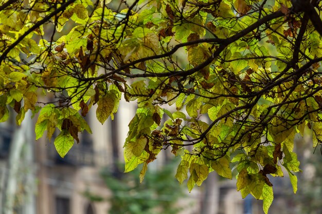 green and yellow leaves in autumn time, nature.