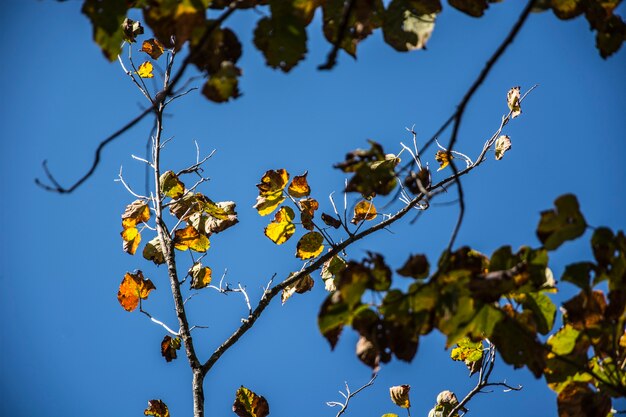 green and yellow linden leaves in autumn season.