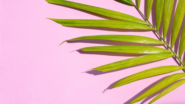 Green yellow tropical palm leaves on pink surface