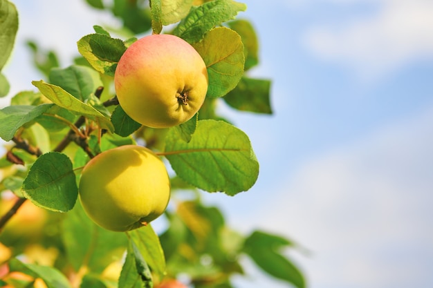 Green yellowish apples on a tree. Fresh apple harvest in the garden in sunny day.