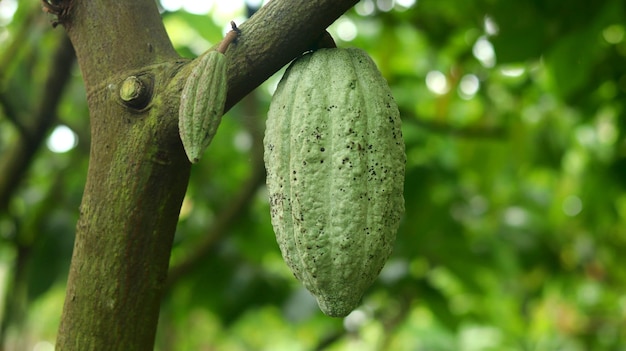 green young cocoa pod on tree in the field Cacao pods that look fresh and bright in the morning sun