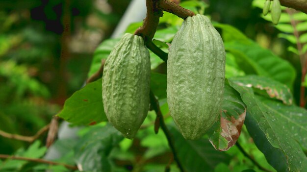 green young cocoa pod on tree in the field Cacao pods that look fresh and bright in the morning sun