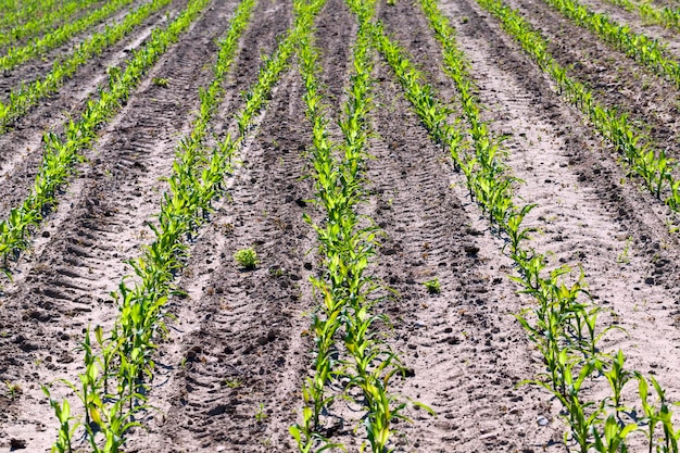 Green young corn on an agricultural field in the spring season, agriculture for growing corn to obtain food for livestock