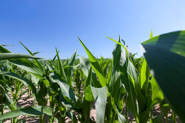 Green young corn in an agricultural field