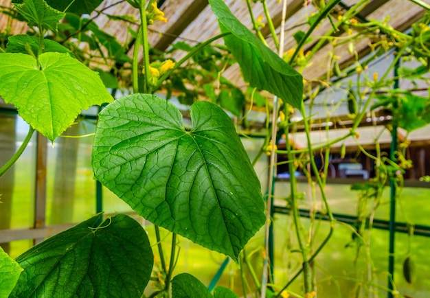 Green young cucumbers on a bush in a greenhouse