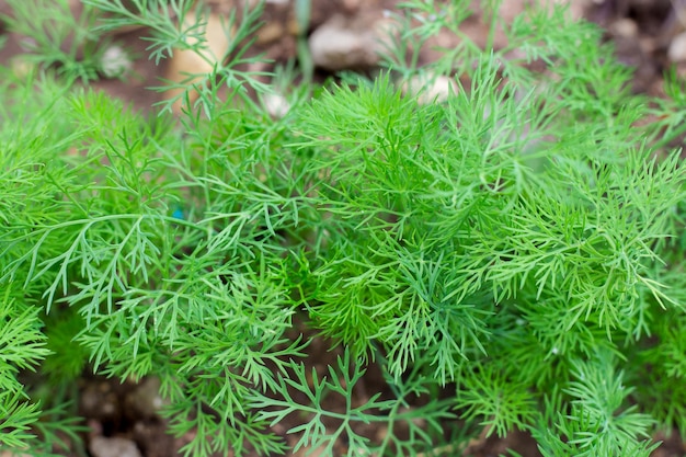 Green young dill in the bed Growing greens in the garden