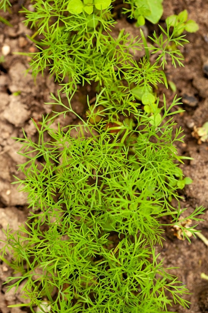 Green young dill on a garden bed Dill seedlings Small seedling sprouts