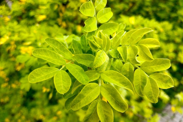 Green young garden rose bushes on a summer day