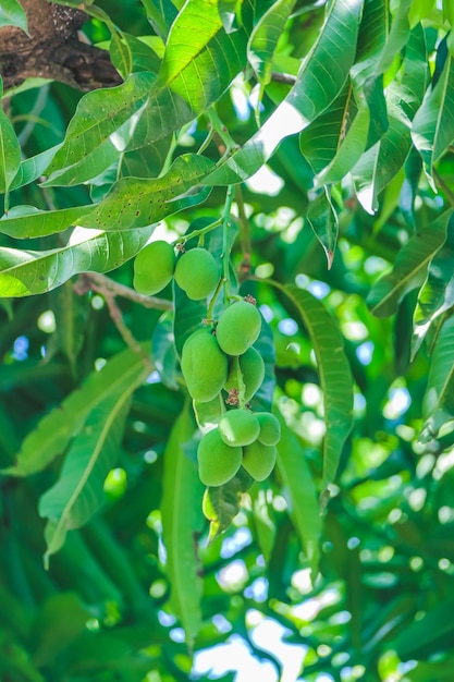 green young mangoes on the tree