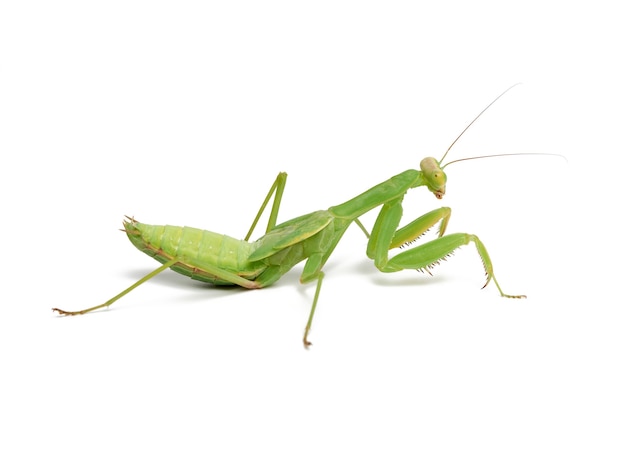 Green young mantis sitting on a white