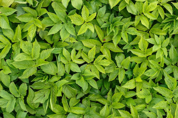 Green young plants. Background or texture