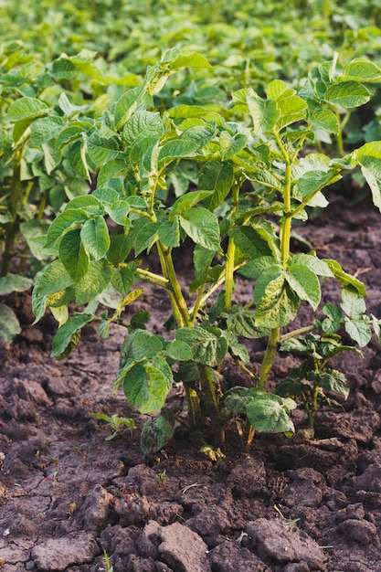 Green young potato plants in row growing in garden on brown soil