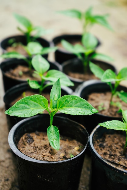 Photo green young seedlings of bell peppers in black cups ready for planting in the ground 2