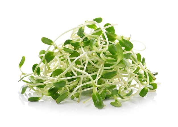 Green young sunflower sprouts isolated on white space