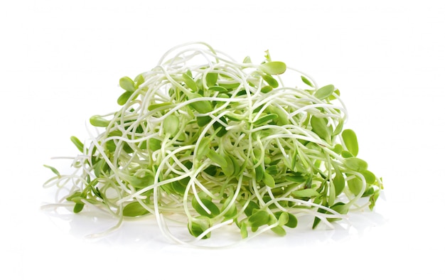 Green young sunflower sprouts on white table