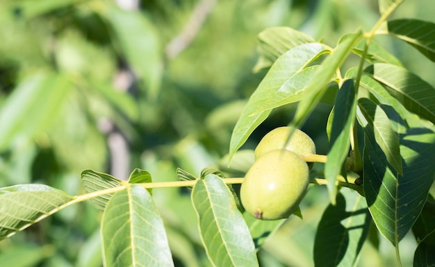 Green young walnuts grow on a tree Variety Kocherzhenko closeup The walnut tree grows waiting to be harvested Green leaves background Nut fruits on a tree branch in the yellow rays of the sun